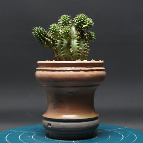 ユーフォルビア | STORES