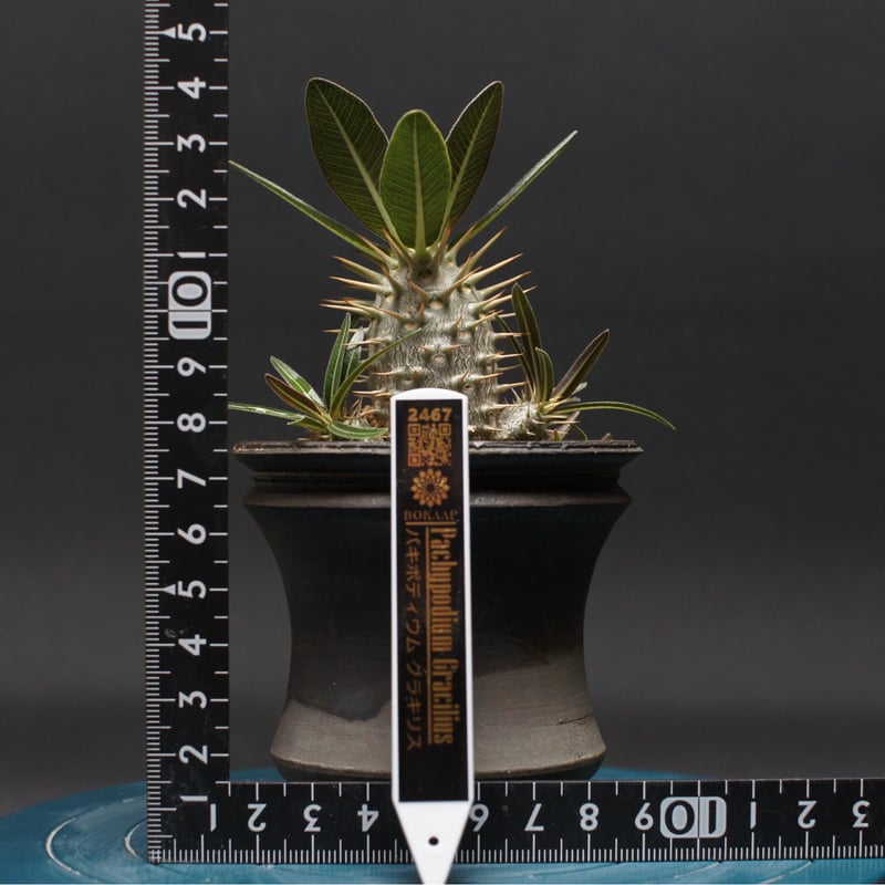 パキポディウム グラキリス Pachypodium gracilius ② パキポディウム グラキリス 