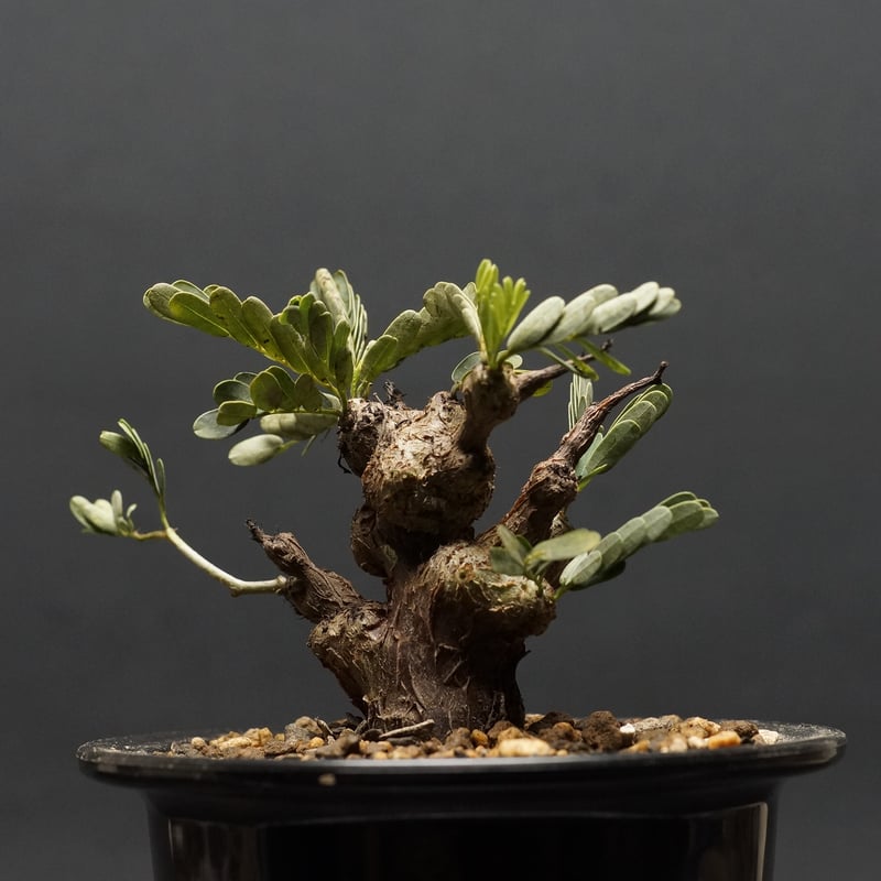 Senna meridionalis