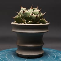 Operculicarya hirsutissima