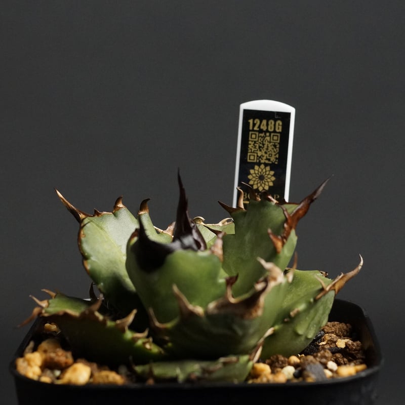 コレクション株 Agave titanota US株 インフェルノ Agave titanota