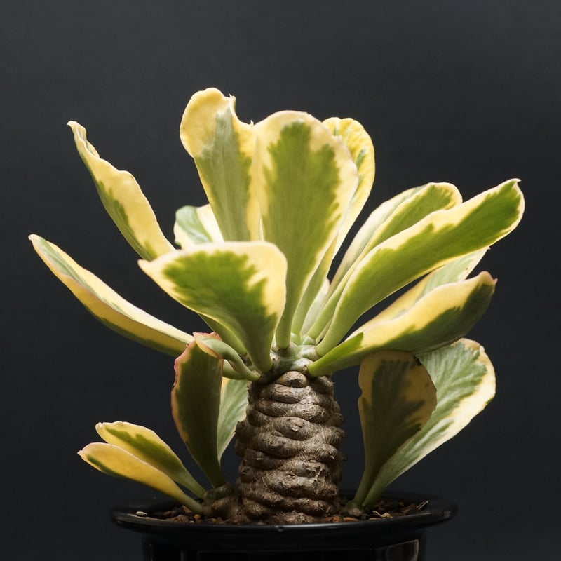 euphorbia poissonii f.variegata