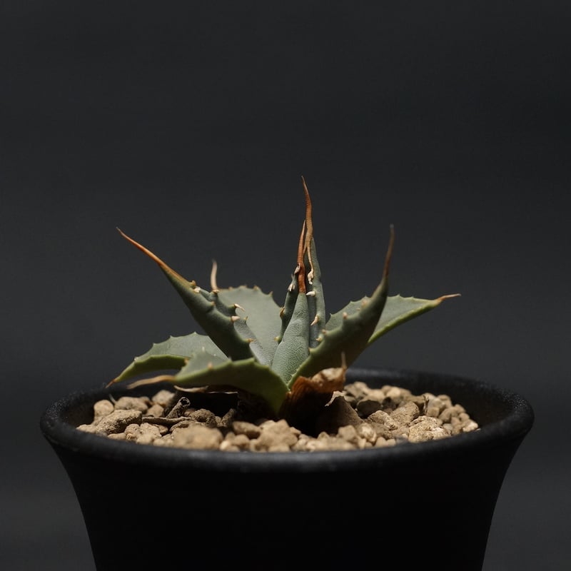 Agave utahensis var. eborispina
