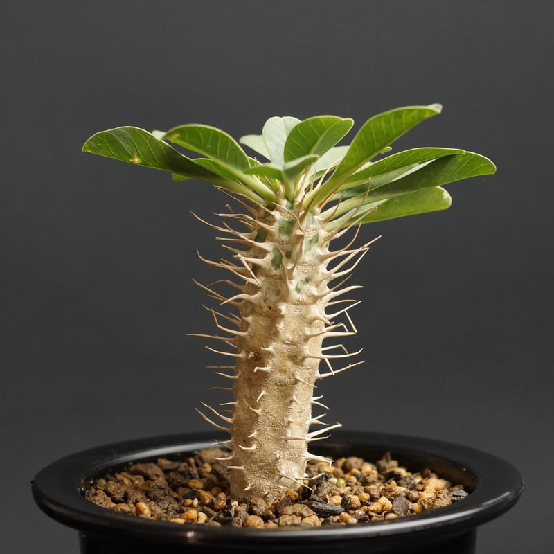 Euphorbia guillauminiana