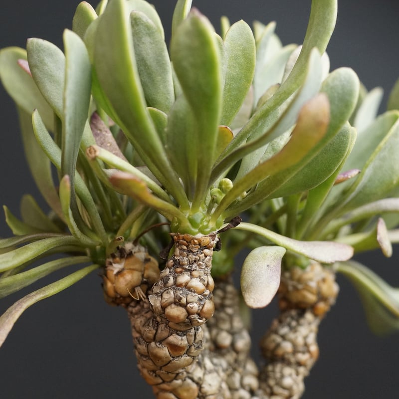 オトンナ レピドカウリス 発根済 オトンナ レピドカウリス | GREEN LUCK