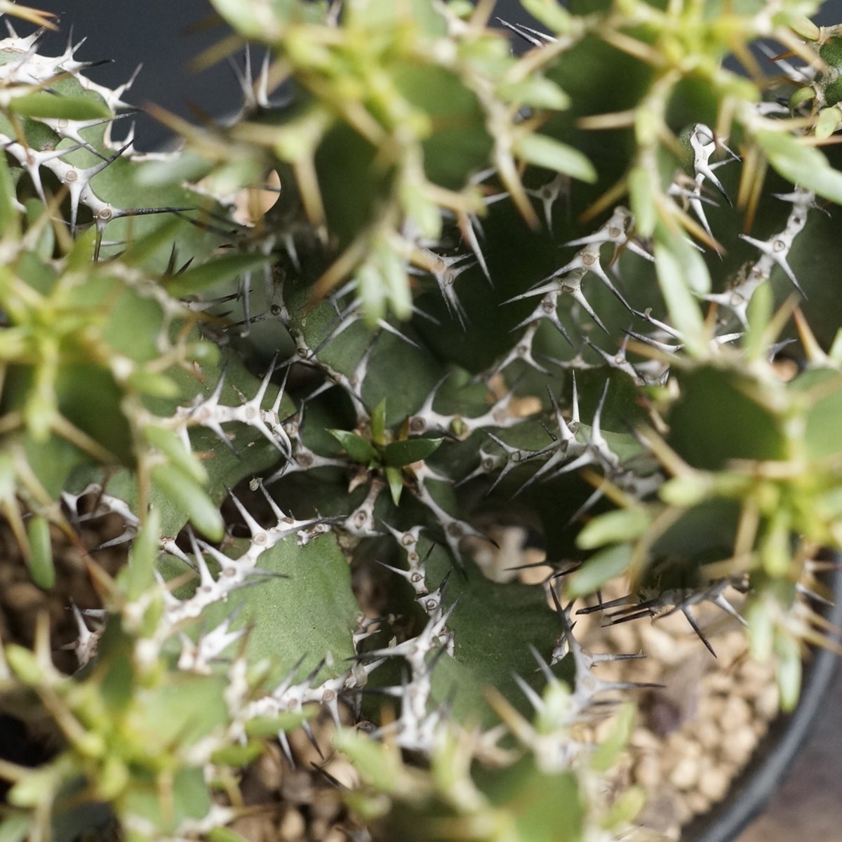 Euphorbia graniticola