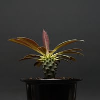 Dorstenia lavrani Dorstenia lavrani