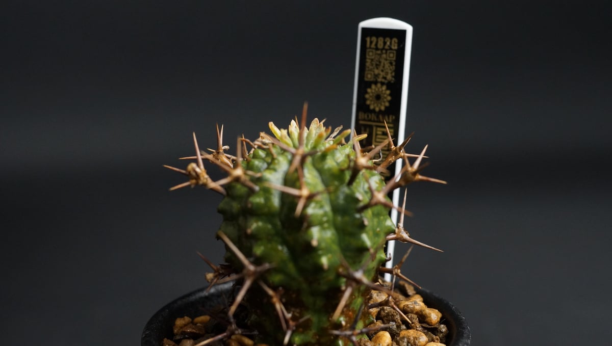 Euphorbia stellispina