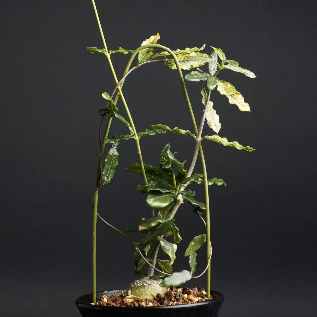 フォッケア エデュリス 火星人 Fockea edulis 抜き苗 Fockea edulis