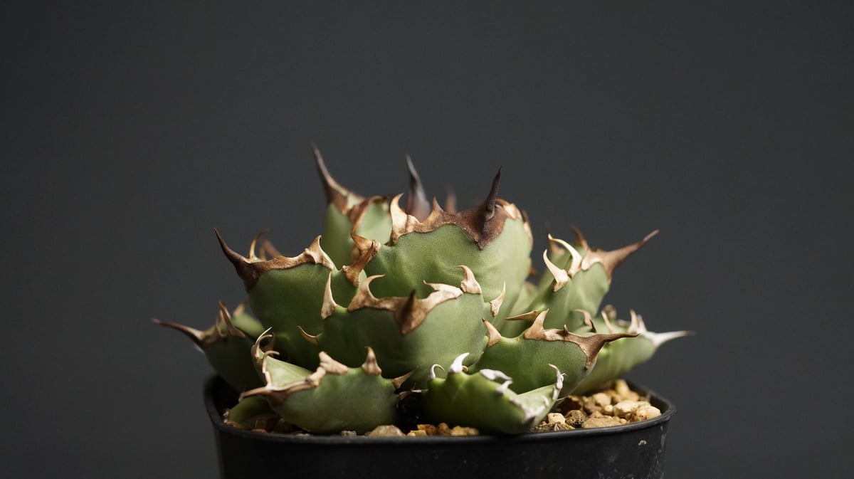 Agave titanota 黒厳竜　黒厳龍　希少　 アガベ　チタノタ　　PRP Agave titanota 黒厳竜 黒厳龍 希少 アガベ チタノタ PRP - メルカリ