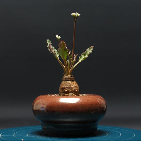 ④同包　ユーフォルビア ルディス Ruby フラワー・ガーデニング ①ユーフォルビア ルディス