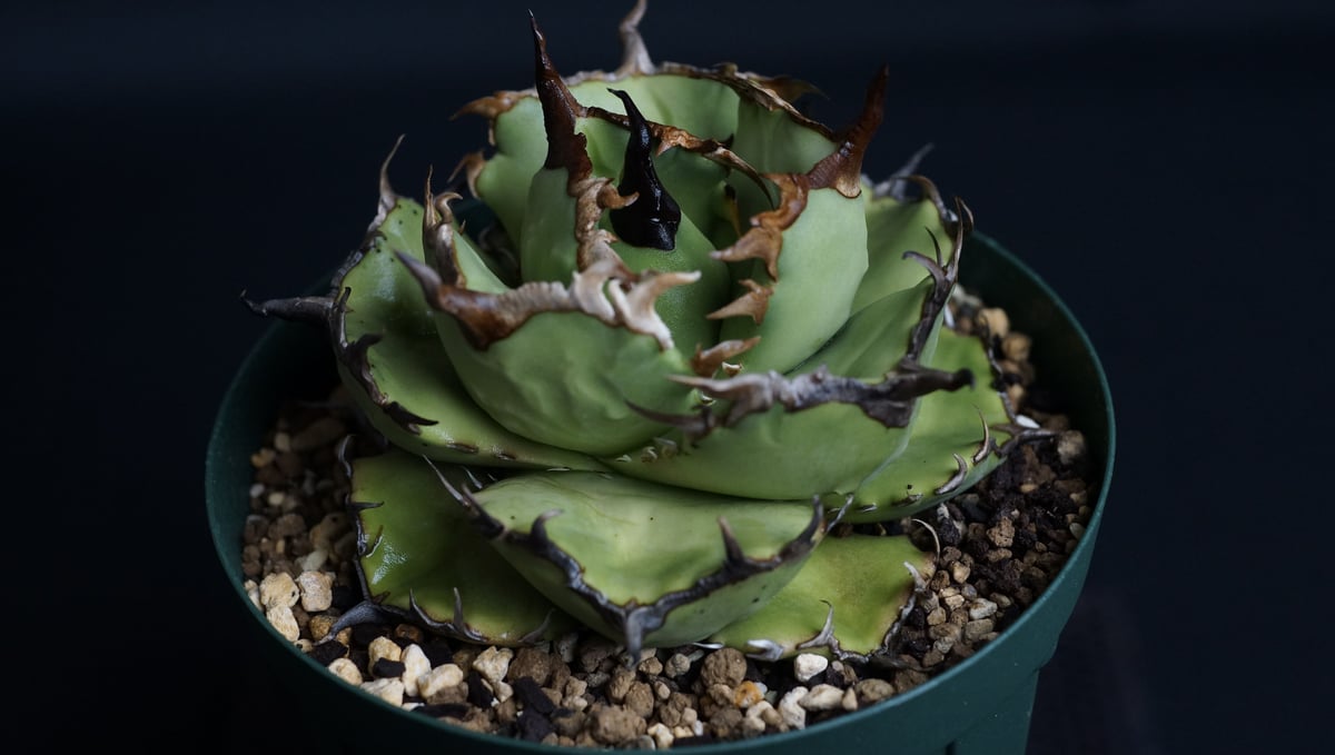 AGAVE TITANOTA FO76 compacta