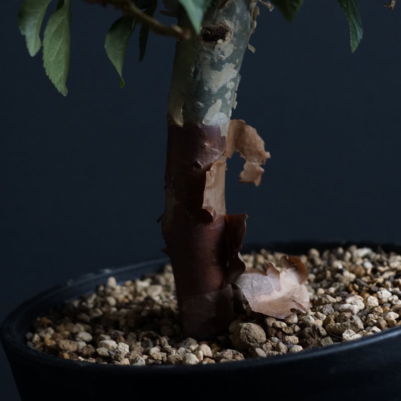 Commiphora eminii
