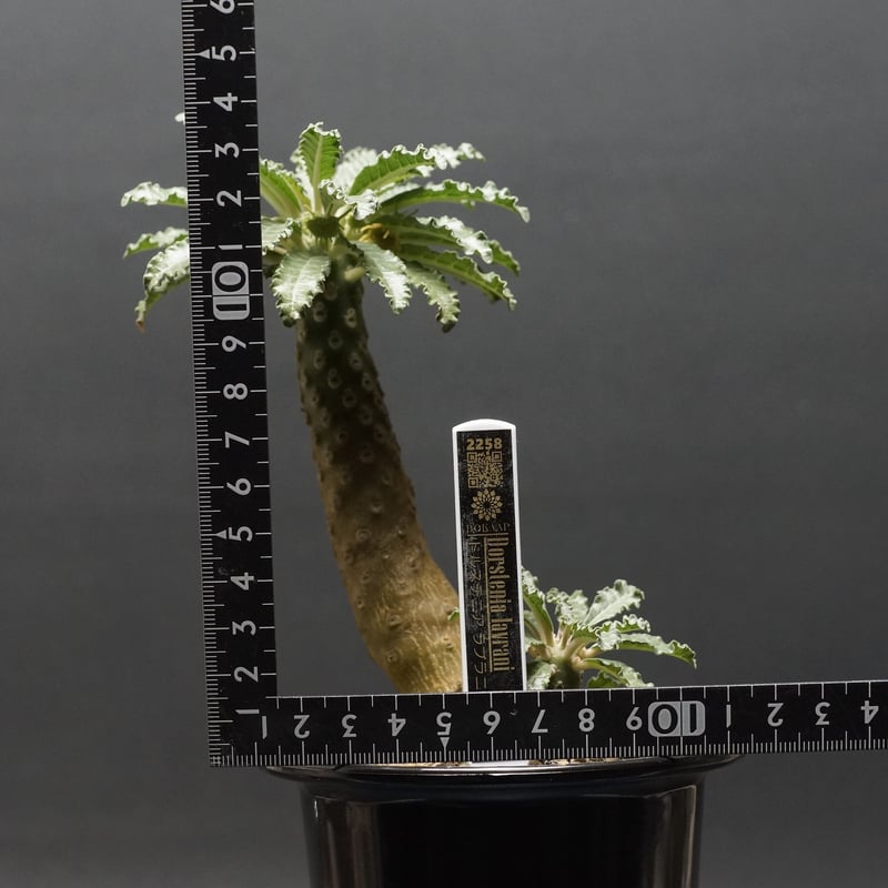 ドルステニア ラブラニー Dorstenia lavrani