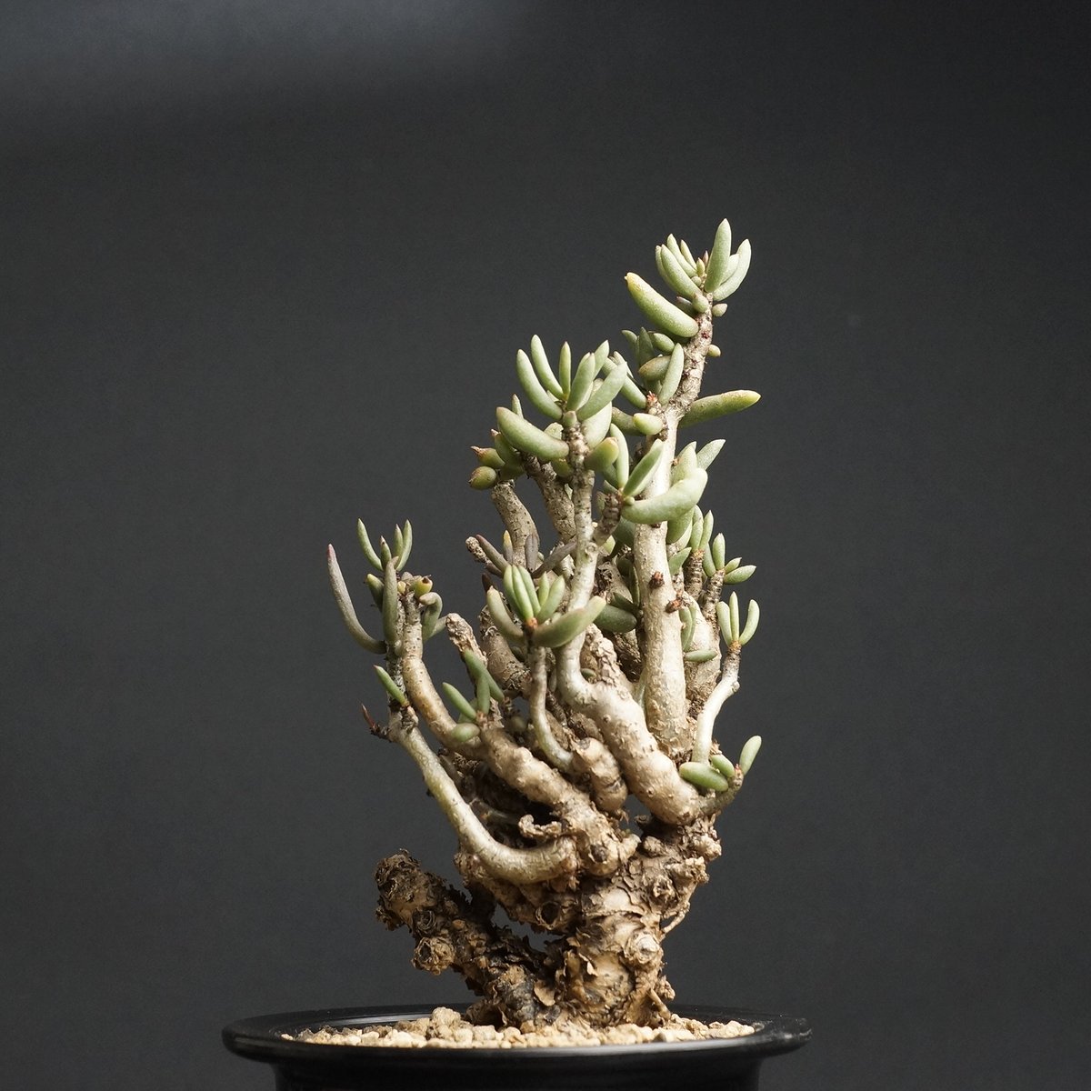 チレコドン プシラス Tylecodon pusillus（Tylecodon pusillus  