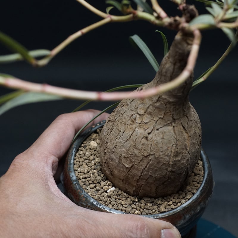 Euphorbia trichadenia