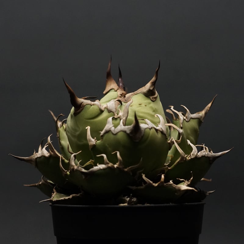 Agave titanota