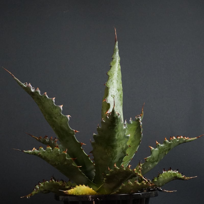 Agave gentryi 'Jaws'