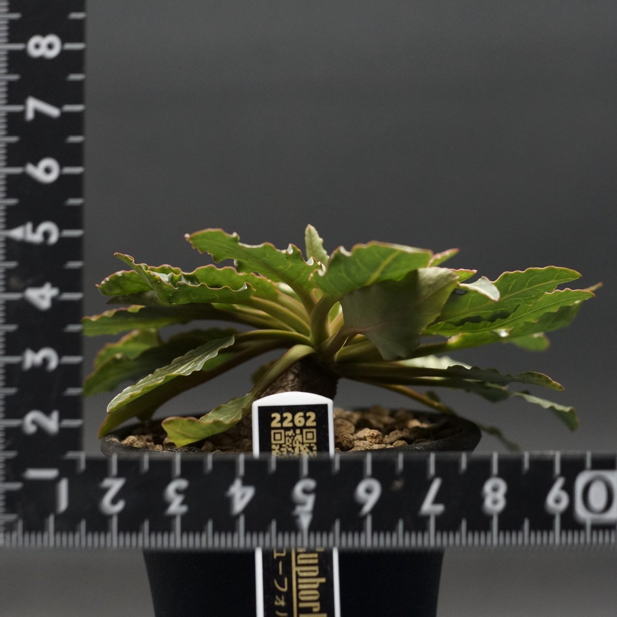 Euphorbia fish bone