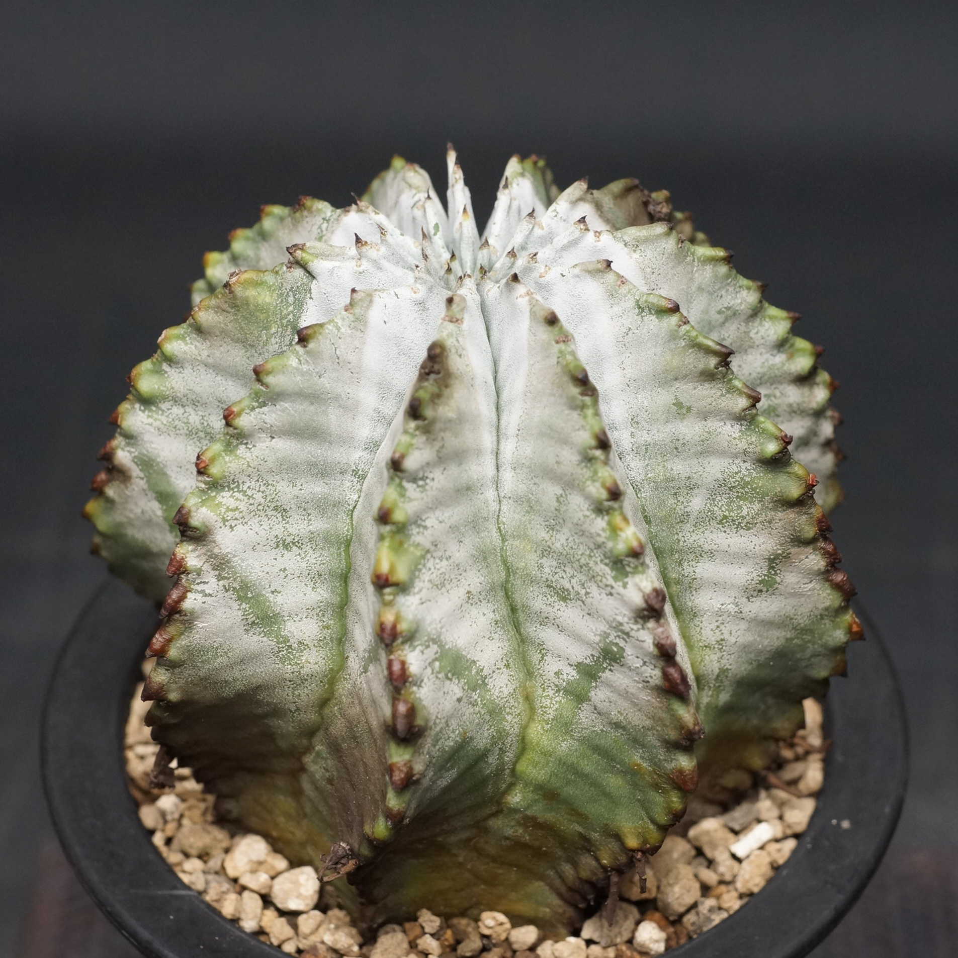 Euphorbia horrida alba