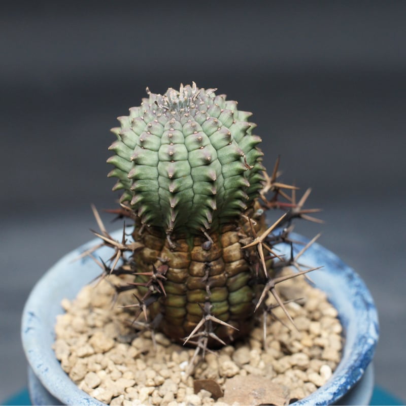 ユーフォルビア ステリスピナ【群星冠】 