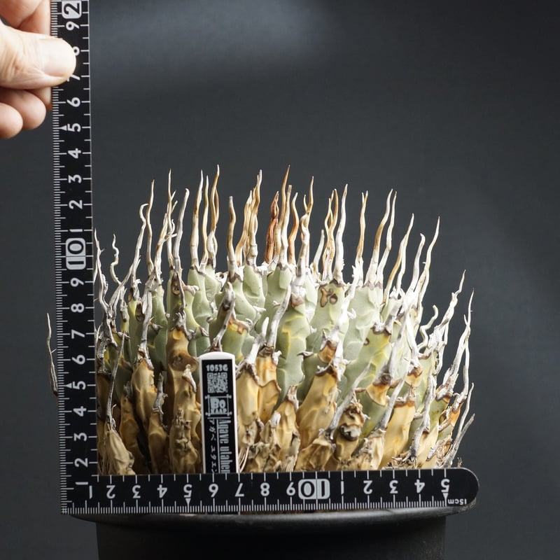 Agave utahensis eborispina Agave utahensis eborispina