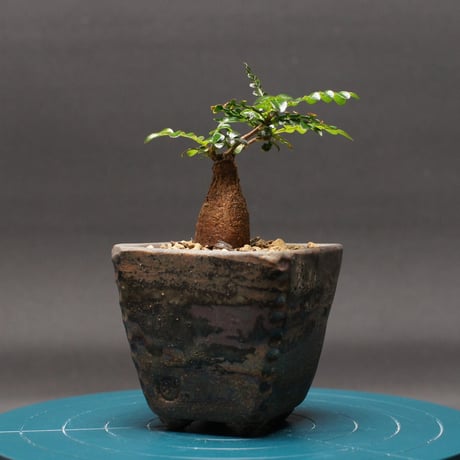 コーデックス | STORES