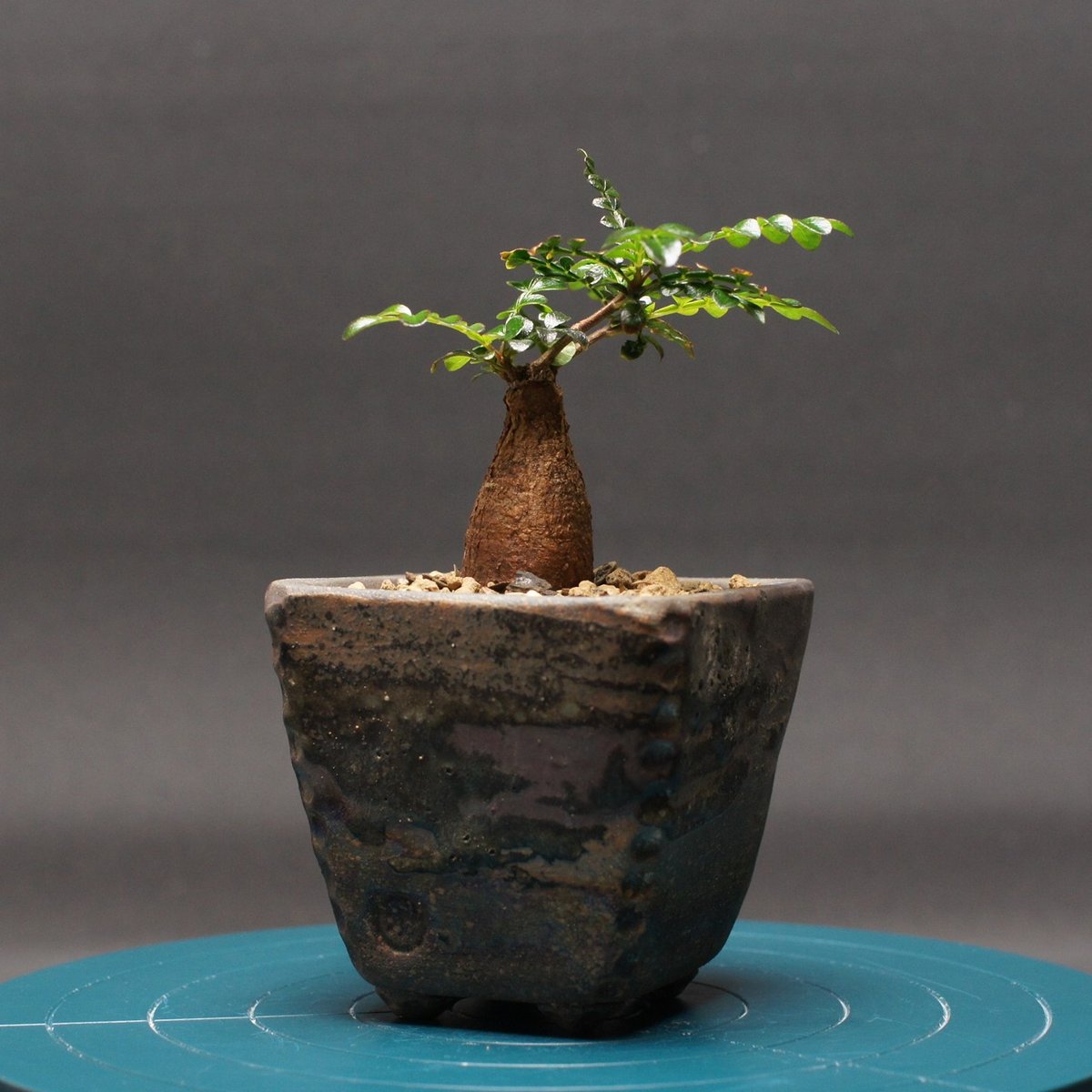 オペルクリカリア パキプス 