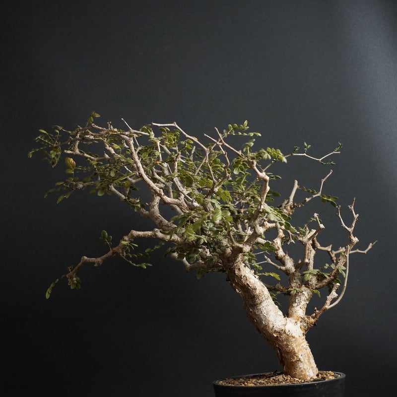 Commiphra Monstruosa