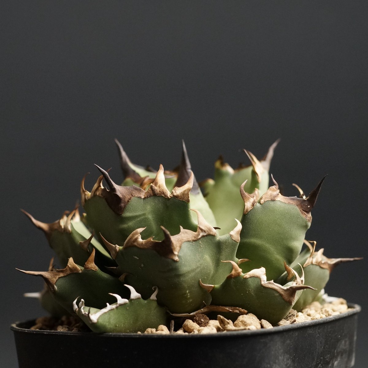 agave titanota