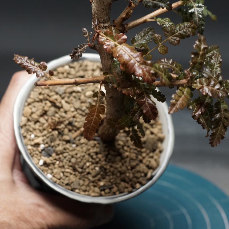 Boswellia nana hybrid