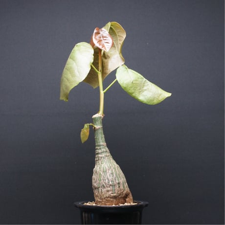 プセウドボンバックスエリプティクム | STORES