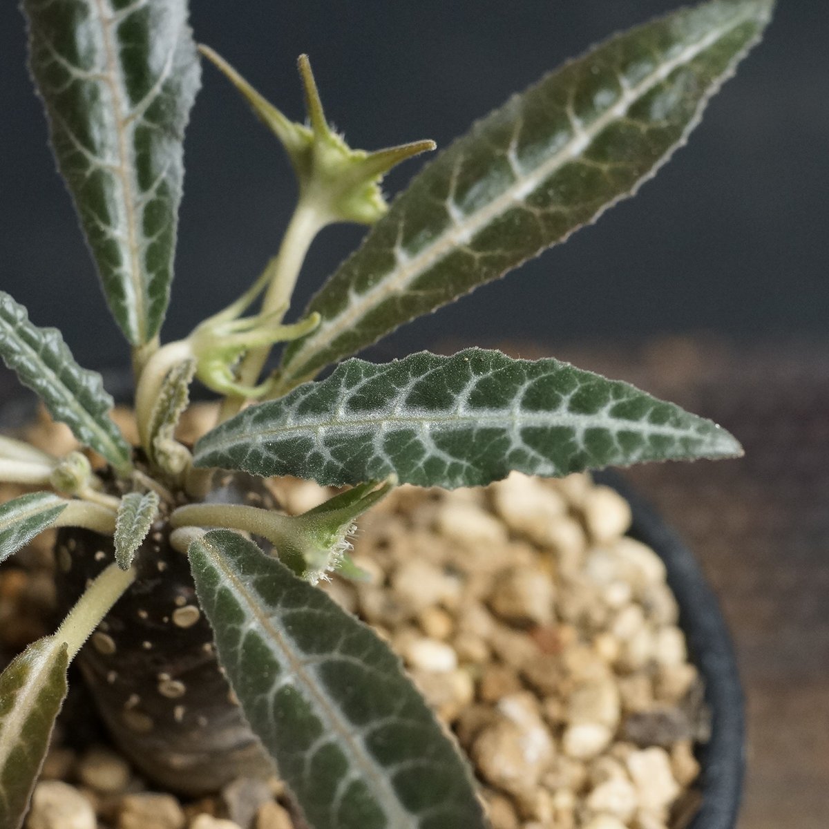 Dorstenia lancifolia