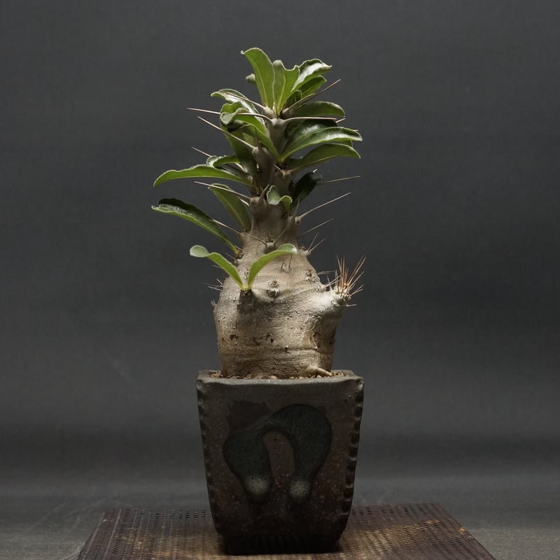 Pachypodium saundersii