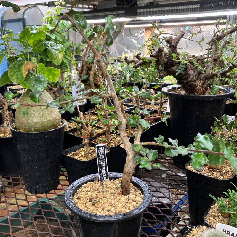 コミフォラ ワイティー ザ・ファームセレクト]コミフォラ：ワイティ 5号鉢植え の通販