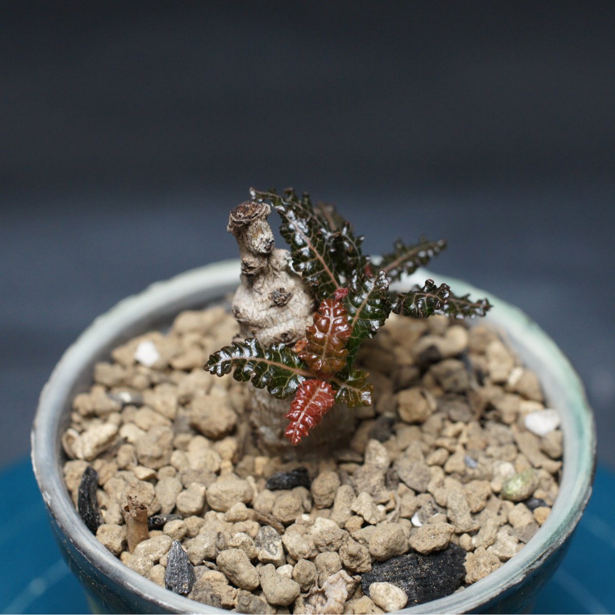 ボスウェリア ナナ 