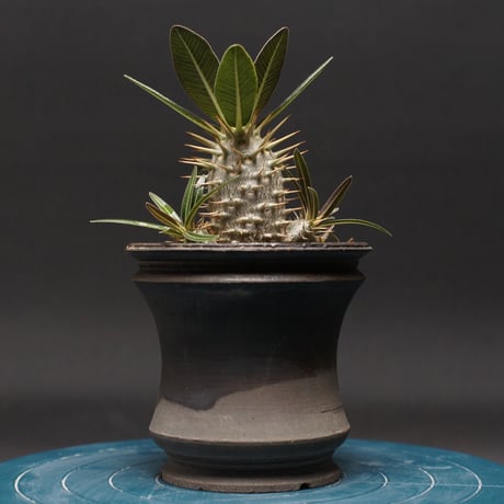 パキポディウム | STORES