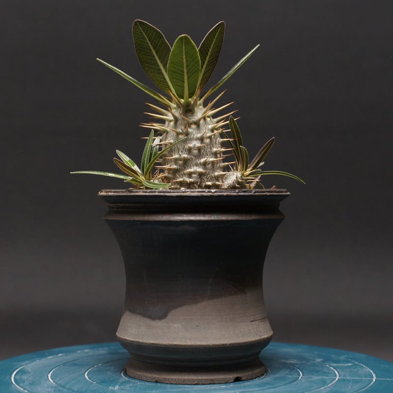 パキポディウム・グラキリス/Pachypodium gracilius パキポディウム グラキリス 