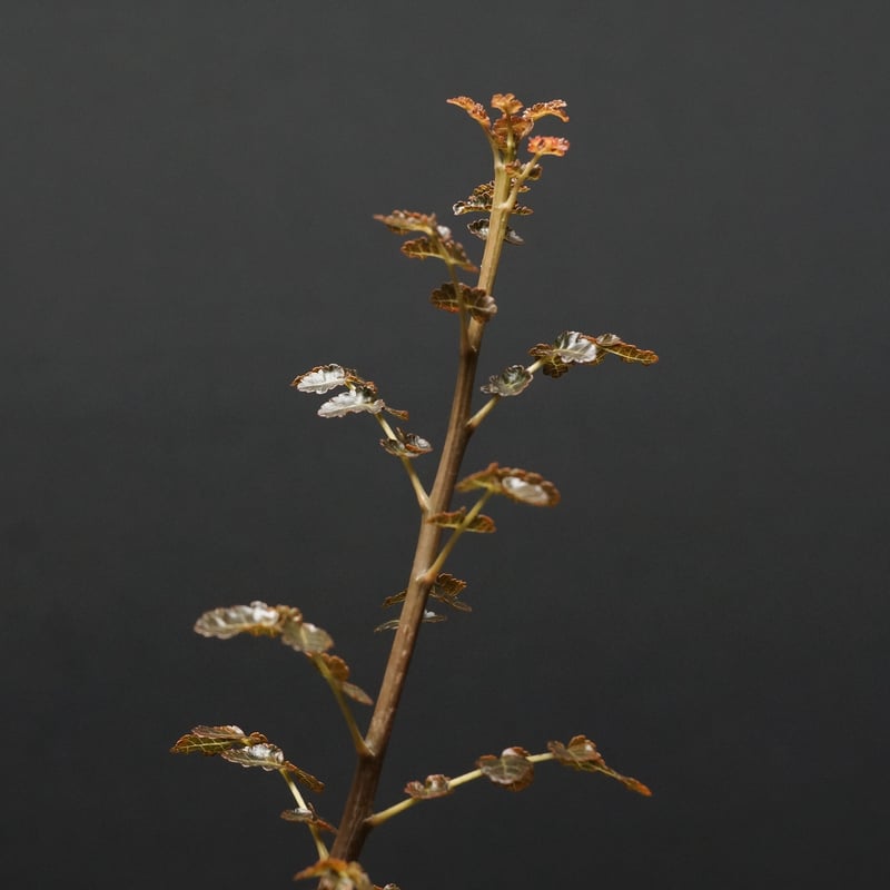 Boswellia dioscoridis