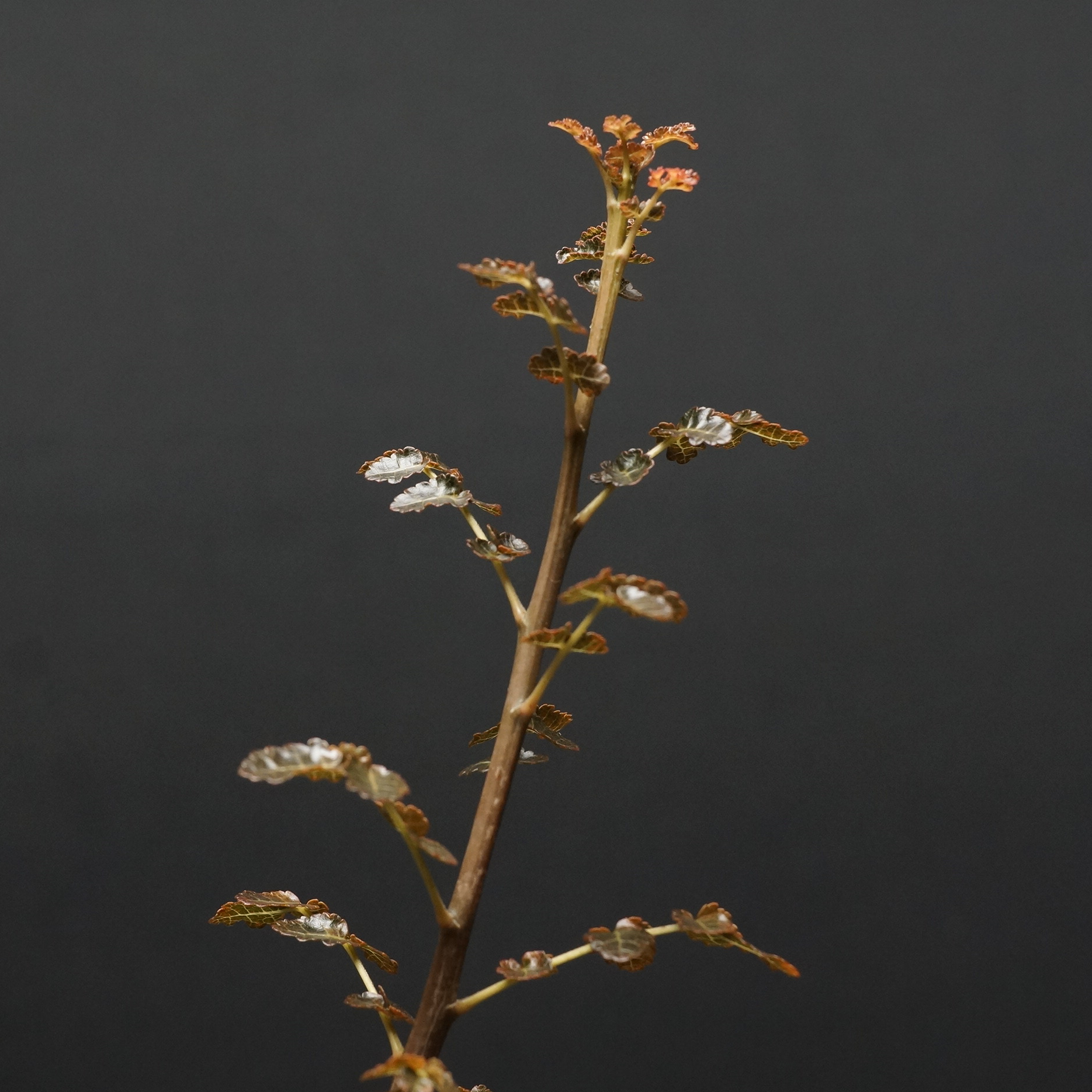 Boswellia dioscoridis