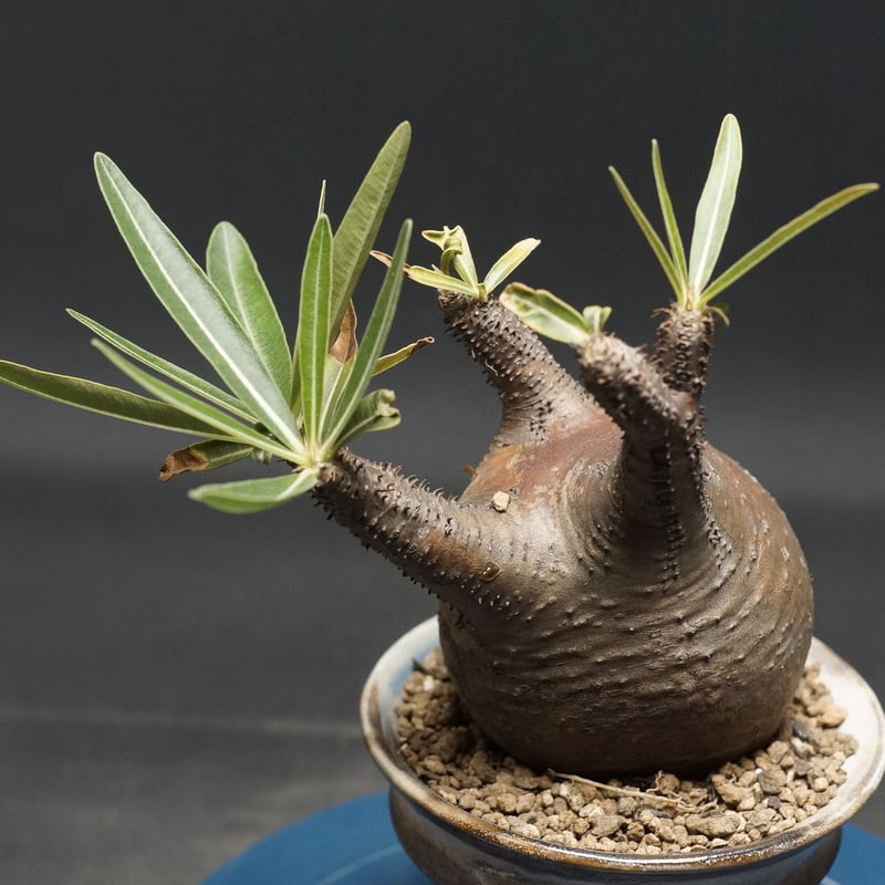 Pachypodium Gracilius