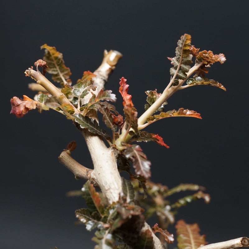 Boswellia nana hybrid