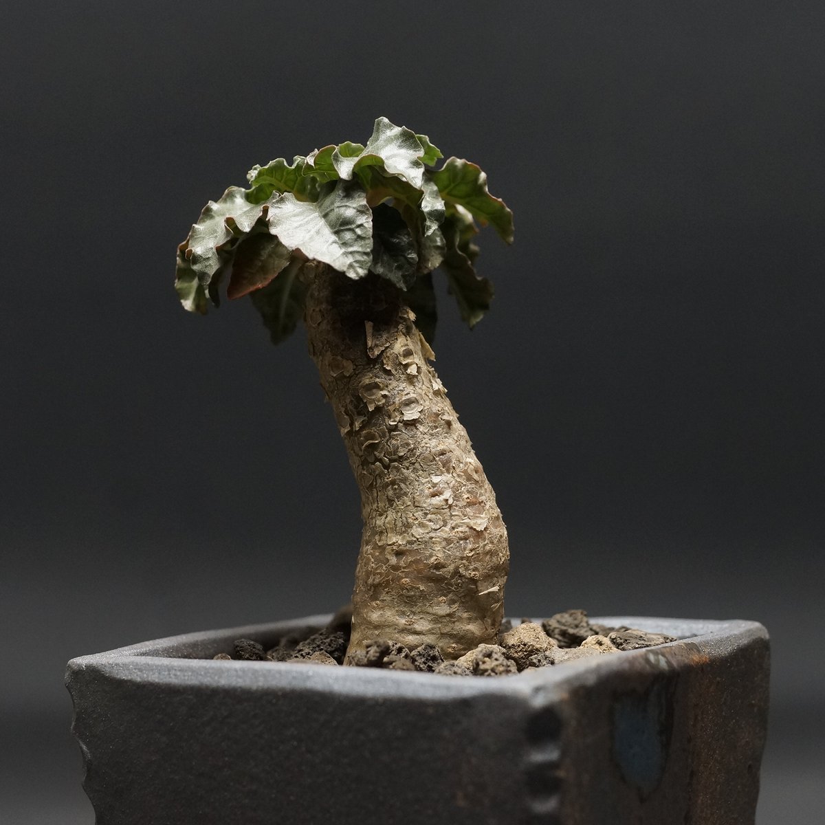 ドルステニア ジプソフィラ Dorstenia gypsophila×horwoodii