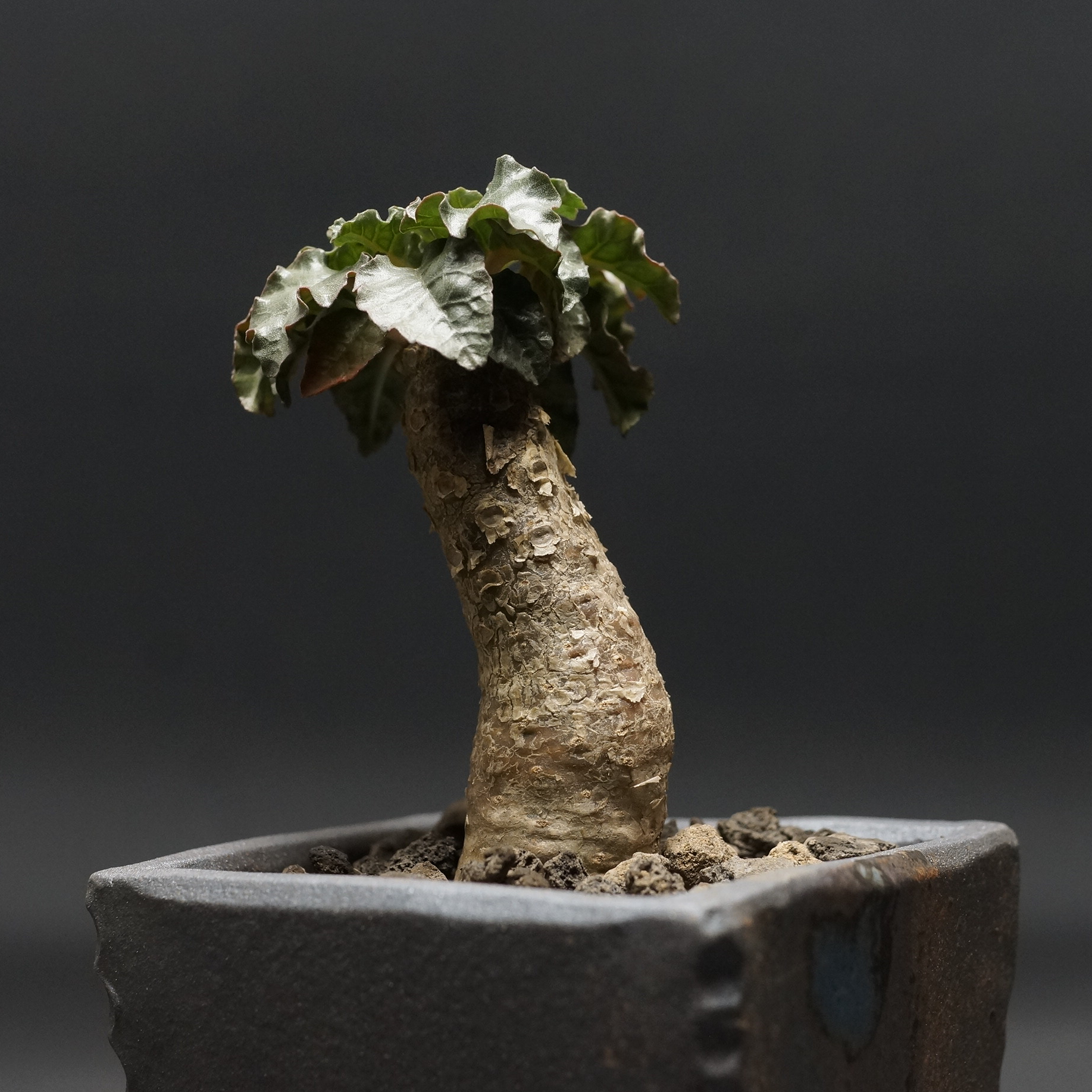 Dorstenia gypsophila×horwoodii