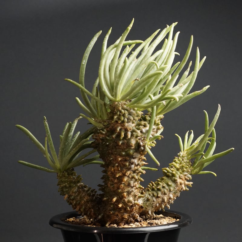 Tylecodon wallichii Tylecodon wallichii