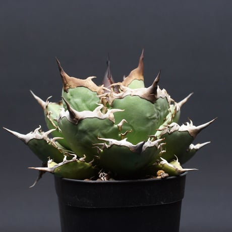 アガベ チタノタ【阿修羅】 "Agave titanota" 管理2629