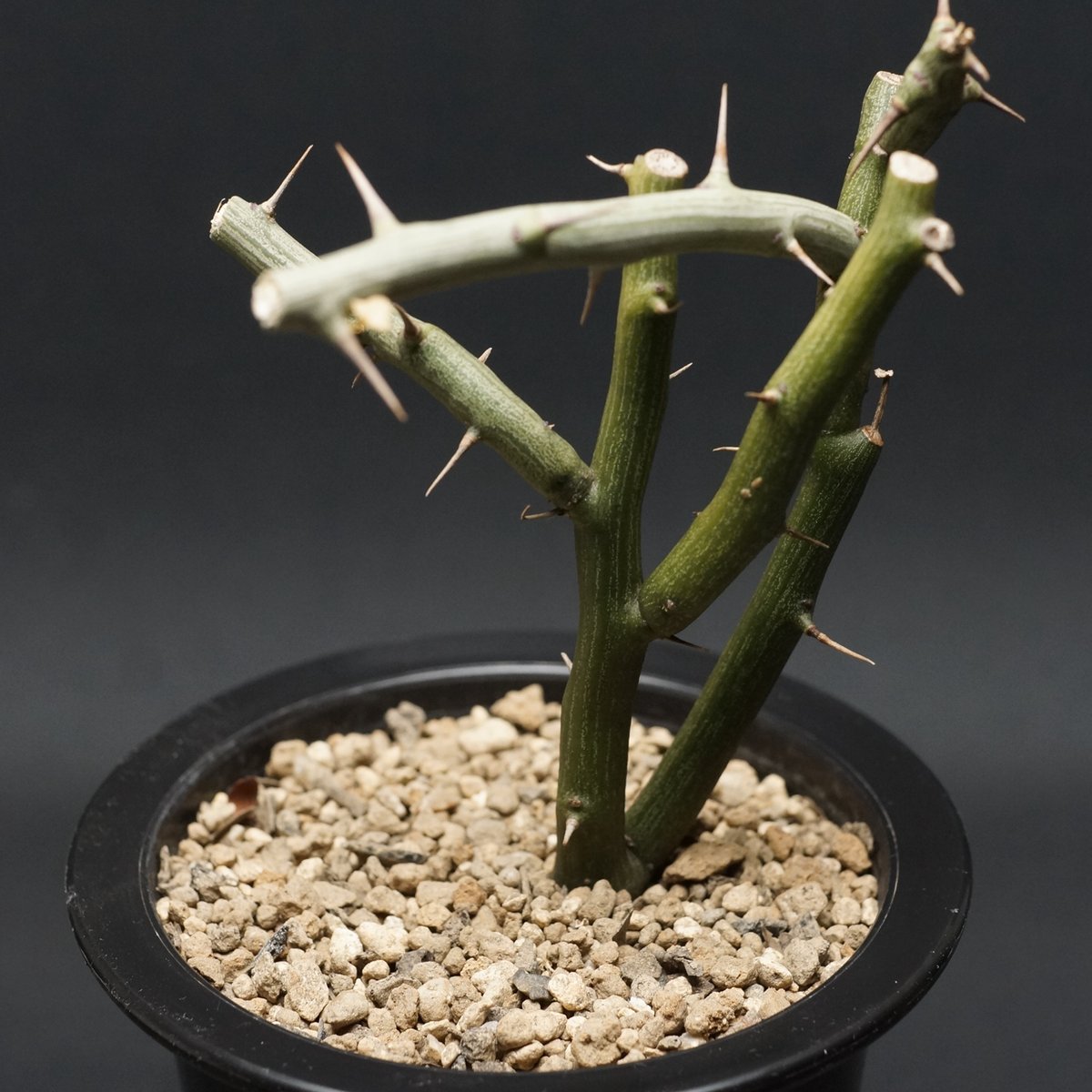 Adenia ballyi Adenia ballyi