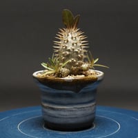 パキポディウム グラキリス "Pachypodium Gracilius" 管理2677