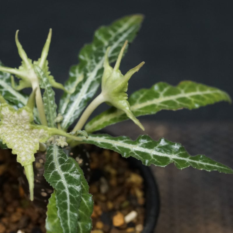 Dorstenia lancifolia