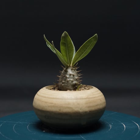 パキポディウムグラキリス | STORES